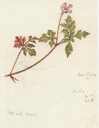 Plant Study Joseph E.Southall